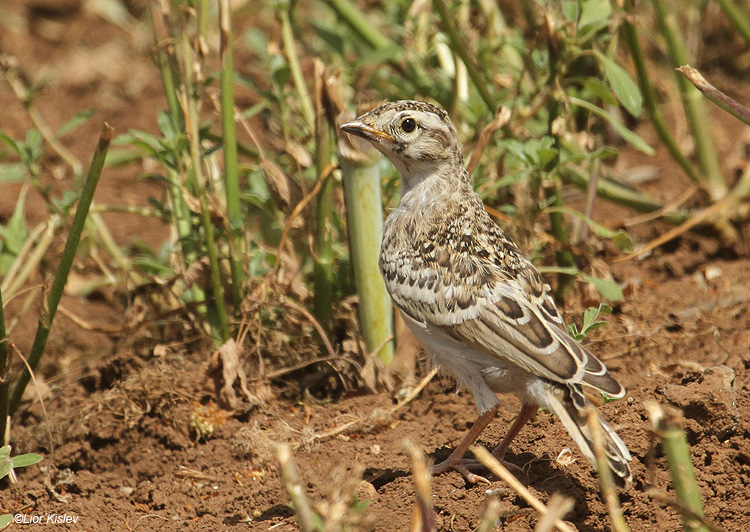 Greater Short-toed Lark (Juv) Golan Israel May 2011. lior kislev     